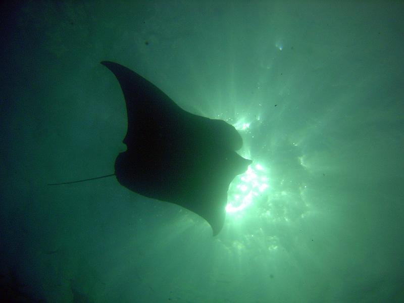 Manta 