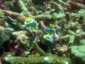 Nudibranchs
