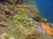 Stonefish